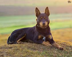 1583093063880_australian kelpie